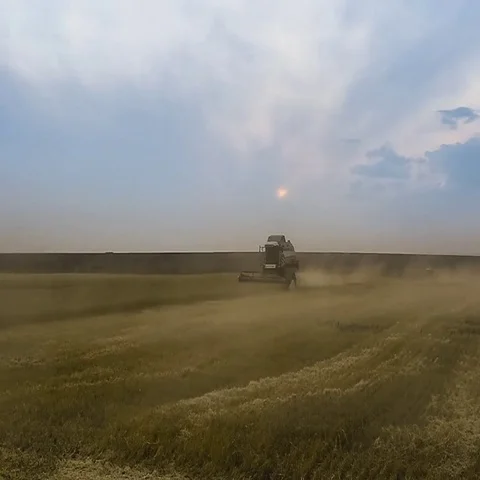 Many harvesters. Wheat harvest Stock-Footage 69563238