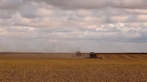 Many harvesters. Wheat harvest Stock Footage 73073358