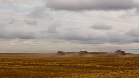 Many harvesters. Wheat harvest Stock Footage 73073623