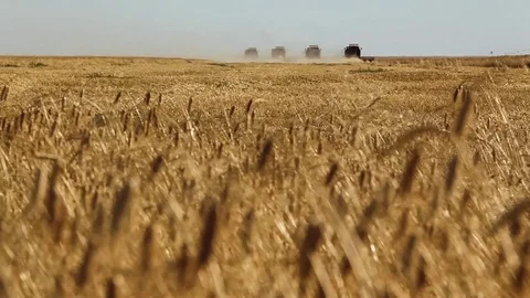 Many harvesters. Wheat harvest Vídeo Stock 73102162
