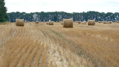 Many hay bales on the field Stock Footage 78452955