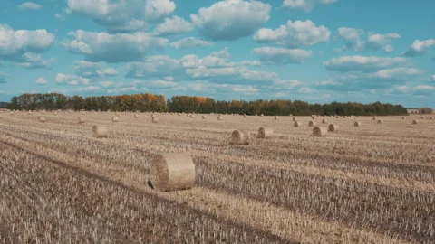 Many haystacks in the field Видео 251349686