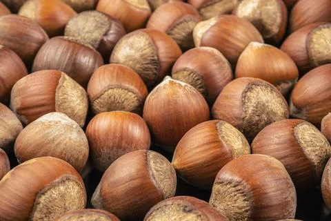Many hazelnuts in the shell Foto stock