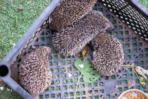 Many hedgehogs in the box are sleeping Stock Photos