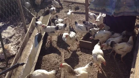 Many hens in the hen house fighting for food Stock Footage 73678747