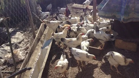 Many hens in the hen house Stock Footage 73678865