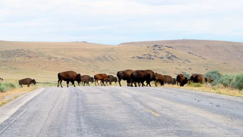 Many herd bison animals crossing street on Antelope Island in Utah, USA Stock Footage 130072609