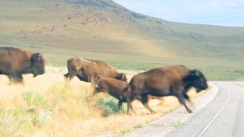 Many herd bison animals running crossing road on Antelope Island in Utah, USA Stock Footage 130072775