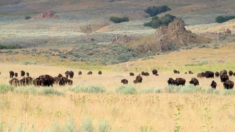 Many herd bison animals walking grazing on Antelope Island in Utah, USA Stock Footage 130151417