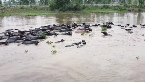 Many herds of buffalo migrate and swim. Stock Footage 256064842