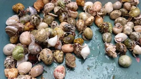 Many Hermit Crabs Stock Footage 158443486