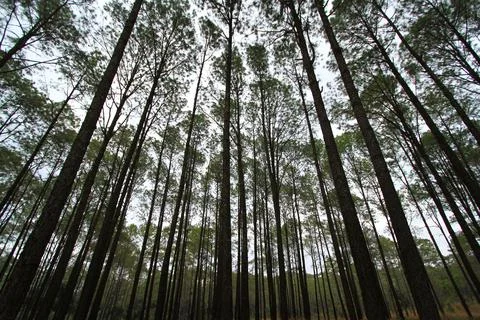 Many high pine tree in deep jungle or forest with sky and clouds background Stock Photos