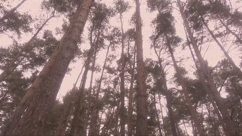 Many high pines in autumn Stock Footage 81610615