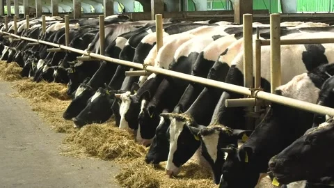 Many Holstein cows stand in a stall in the barn and eat hay. Raising cows on the Stock Footage 274494351