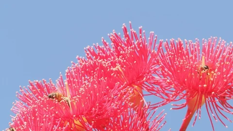 Many Honey bee pollinating and flying around gum tree flowers. Part of the Myrtl 스톡 동영상 130126746