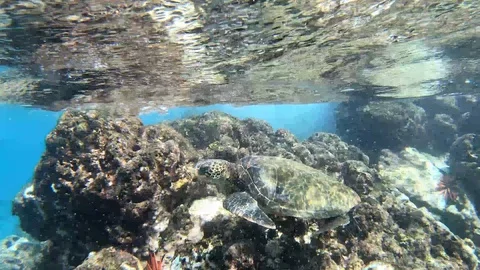 Many honu in shallow 库存影片 129534670
