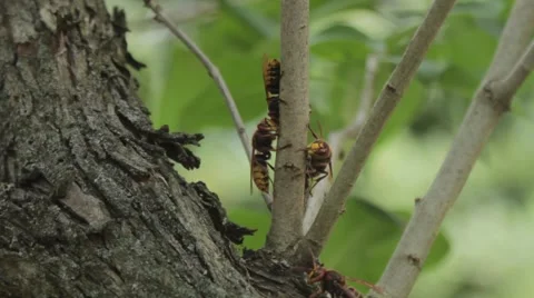 Many hornets collecting bark Stock Footage 66485299