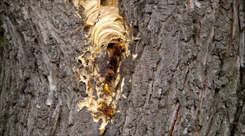 Many hornets on the tree in summer Stock Footage 65183045