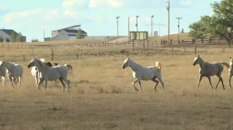 Many Horses Running in a Corral 動画素材 19306206