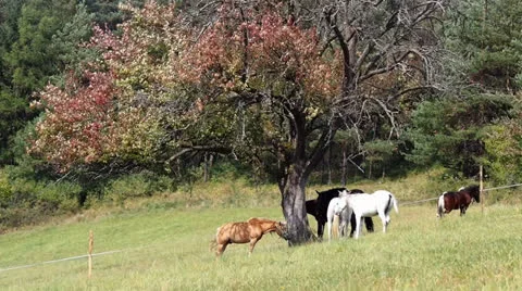 Many horses under red tree 库存影片 22869408