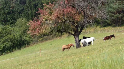 Many horses under red tree 库存影片 22869672