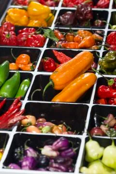 Many hot pepper Foto stock