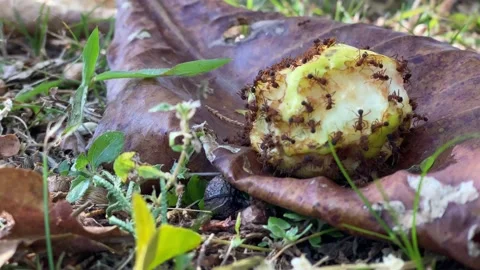 Many hungry red ants devouring a fruit 库存影片 135847412