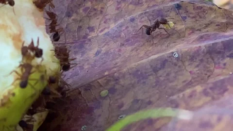 Many hungry red ants devouring a fruit 库存影片 135848766