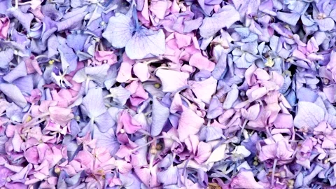 Many Hydrangea flowers. Stock Footage 159824198