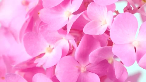 Many Hydrangea flowers. Side view. Stock Footage 161078933