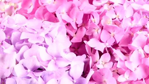 Many Hydrangea flowers. Side view. Stock Footage 161079267