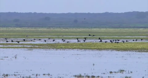 Many ibis flying 3 Stock Footage 281163070