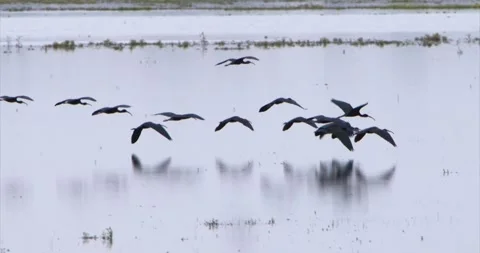 Many ibis flying Stock Footage 281163059