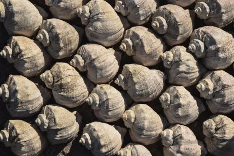 Many identical shells on the shore Stock Photos