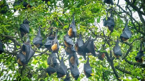 Many Indian flying fox Stock Photos