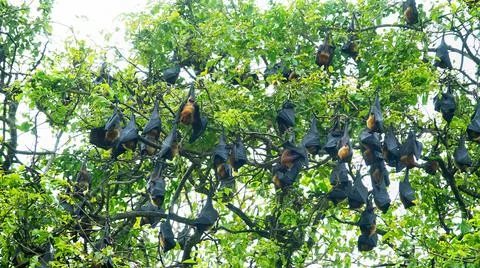 Many Indian flying fox Stock Photos
