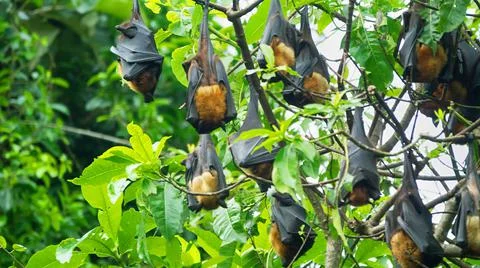 Many Indian flying fox Stock Photos