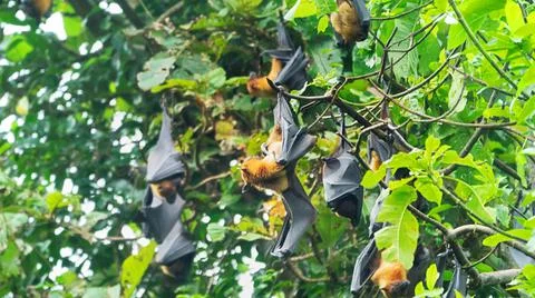 Many Indian flying fox Stock Photos