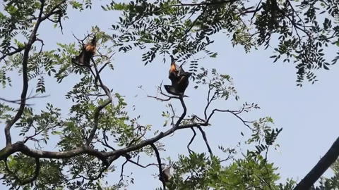 Many Indian flying fox (Pteropus giganteus) hang from tree in semi-deciduous for Stock Footage 133281480