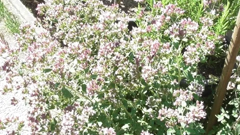Many insects on the blooming oregano Stock Footage 339358545