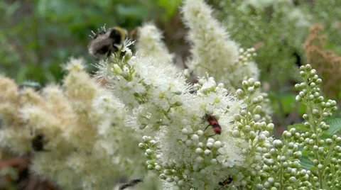 Many insects on blossom Stock-Footage 991868