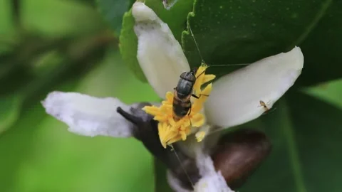 Many insects Stock Footage 208236530