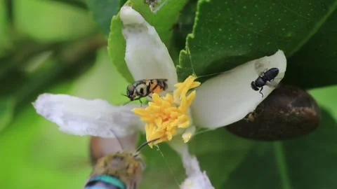 Many insects Stock Footage 208236767
