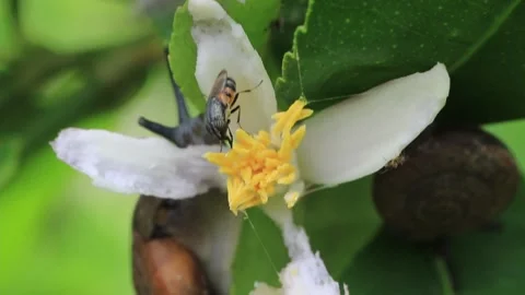 Many insects Stock Footage 208236905
