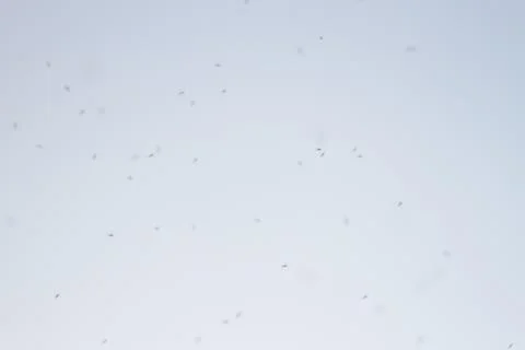 Many insects in the sky Stock Photos