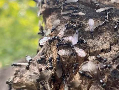 Many insects on a trunk Stock Photos