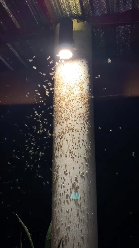 Many insects under a light in Kratie Stock Footage 340923740