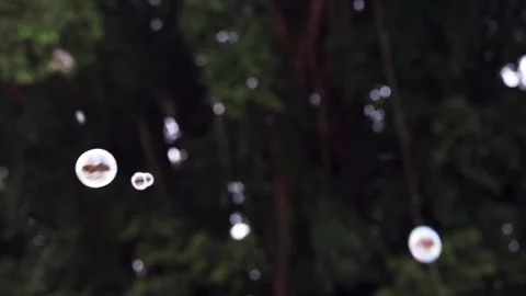 Many iridiscence soap bubbles floating blurry in front of dark green leaves.. Stock Footage 344818195