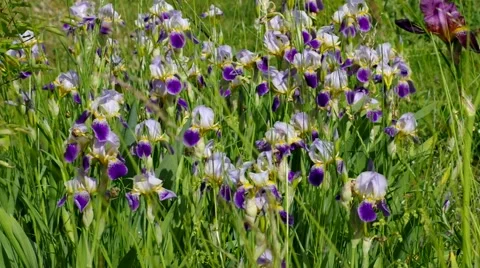 Many iris flowers in spring Stock Footage 60447566