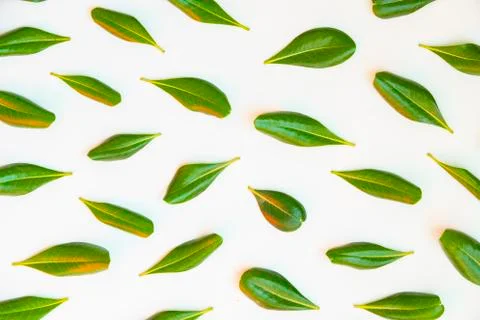 Many isolated green leaves pattern on white background. Flat lay top view Stock Photos